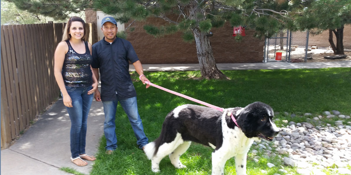 Santa Fe dog grooming bathing