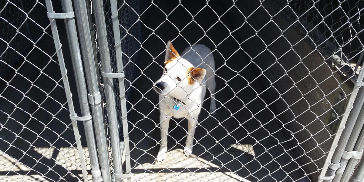 Santa Fe dog kennel