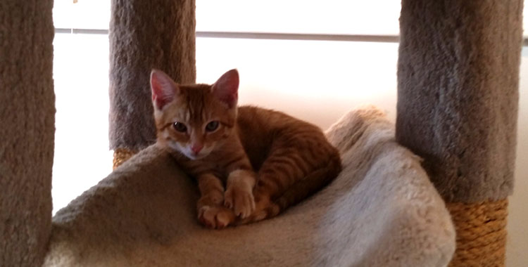 cattery_page