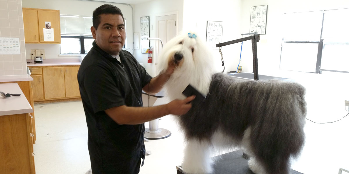 Santa Fe dog grooming bathing