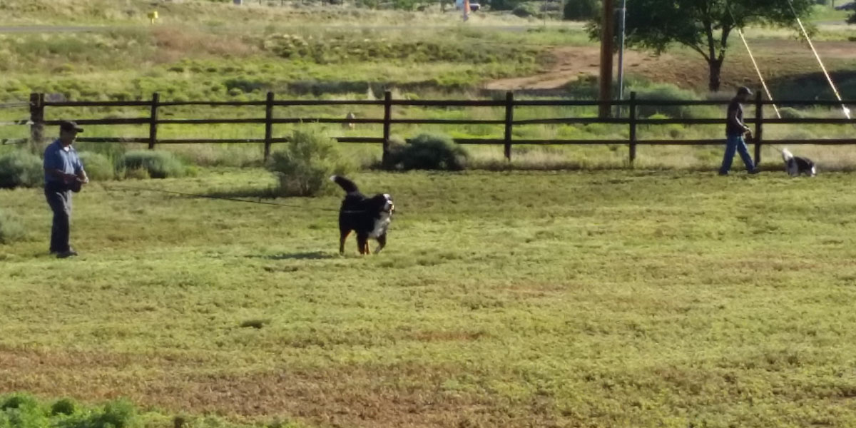 Santa Fe grooming boarding pet prices