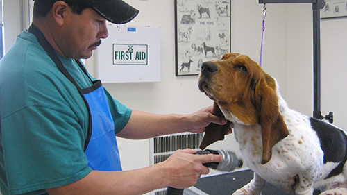 groomer-blowdrying-bassethound-dog